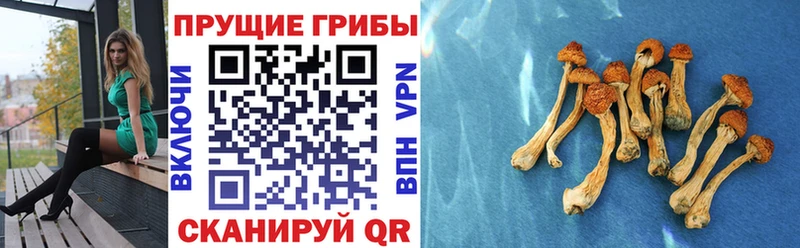 Псилоцибиновые грибы мицелий  omg рабочий сайт  Новозыбков 